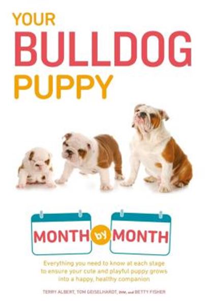 Picture of YOUR BULLDOG PUPPY MONTH BY MONTH - EVERYTHING YOU NEED TO KNOW AT EACH STAGE TO ENSURE YOUR CUTE AND PLAYFUL PUPPY